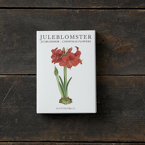 JULEBLOMSTER - 8 kort