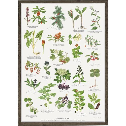 naturens giftige bær, giftige bær fra naturen