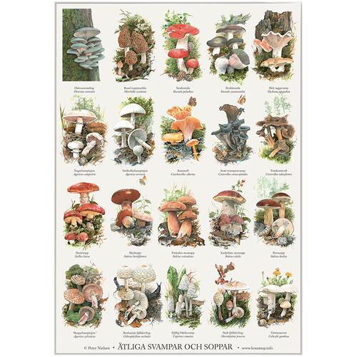 ÄTLIGA SVAMPAR - Planche A2 (SVENSK)
