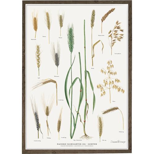 DANSKE KORNARTER OG SORTER - Plakat A2
