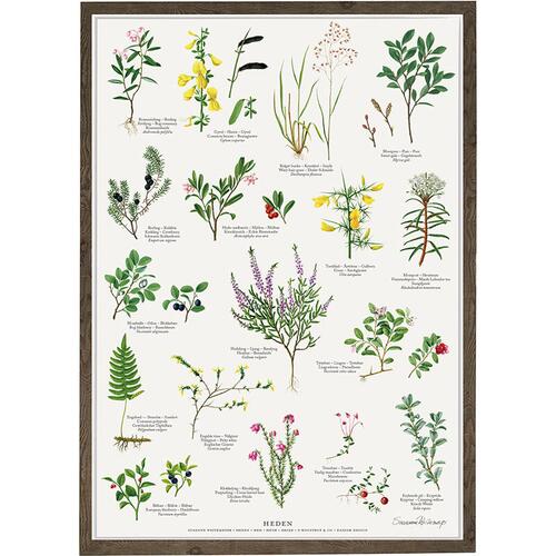 hedens planter, planter på heden