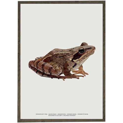 Spidssnuet frø kunstprint