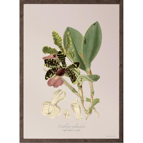 Cattleya aclandiae - KUNSTPRINT - VÆLG STØRRELSE