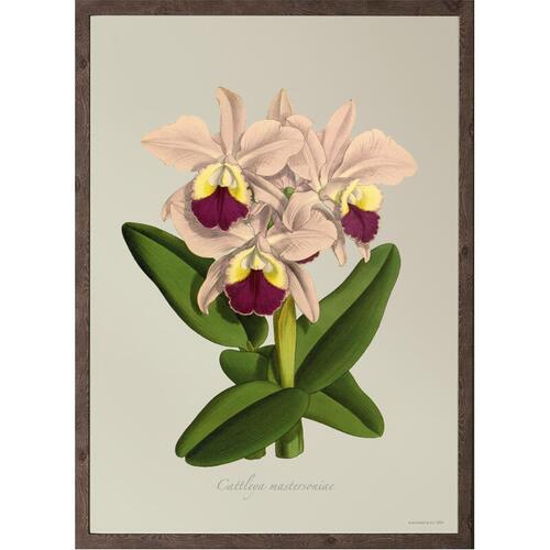 Cattleya mastersoniae - KUNSTPRINT - VÆLG STØRRELSE
