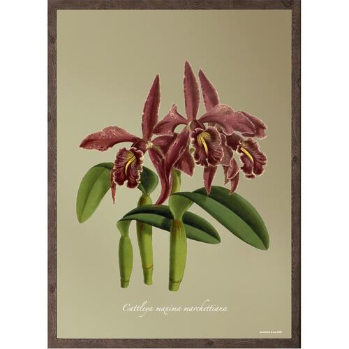 Cattleya Maxima - KUNSTPRINT - VÆLG STØRRELSE