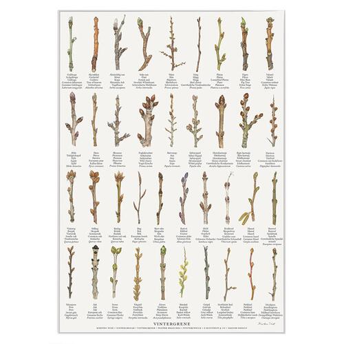 TRYK A4 - Vintergrene