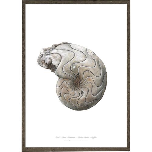 Nautilus - KUNSTPRINT - VÆLG STØRRELSE