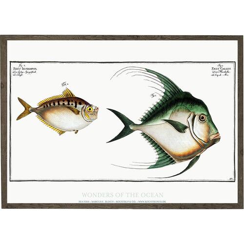 Zeus gallus, Zeus insidiator - KUNSTPRINT - VÆLG STØRRELSE