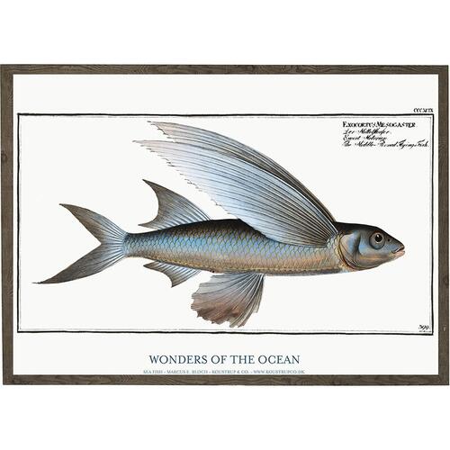 Exocoetus mesogaster - KUNSTPRINT - VÆLG STØRRELSE