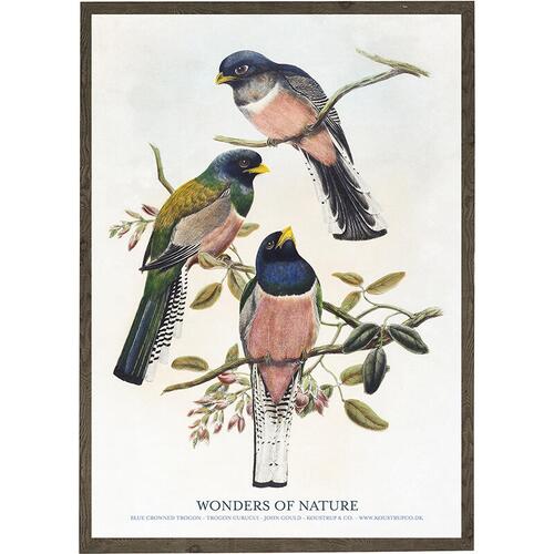 Blue crowned trogon, curucui - KUNSTPRINT - VÆLG STØRRELSE