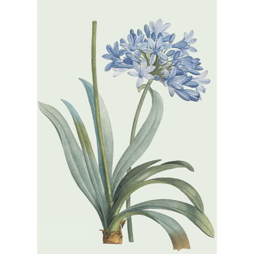Agapanthus - A5 enkeltkort