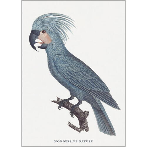 Papegøje - A5 enkeltkort