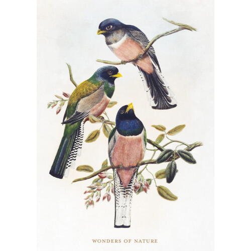 Fugle - A5 enkeltkort