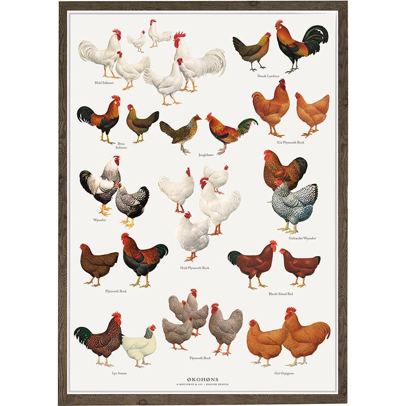 Høns, økologiske høns, danske landracer, økohøns