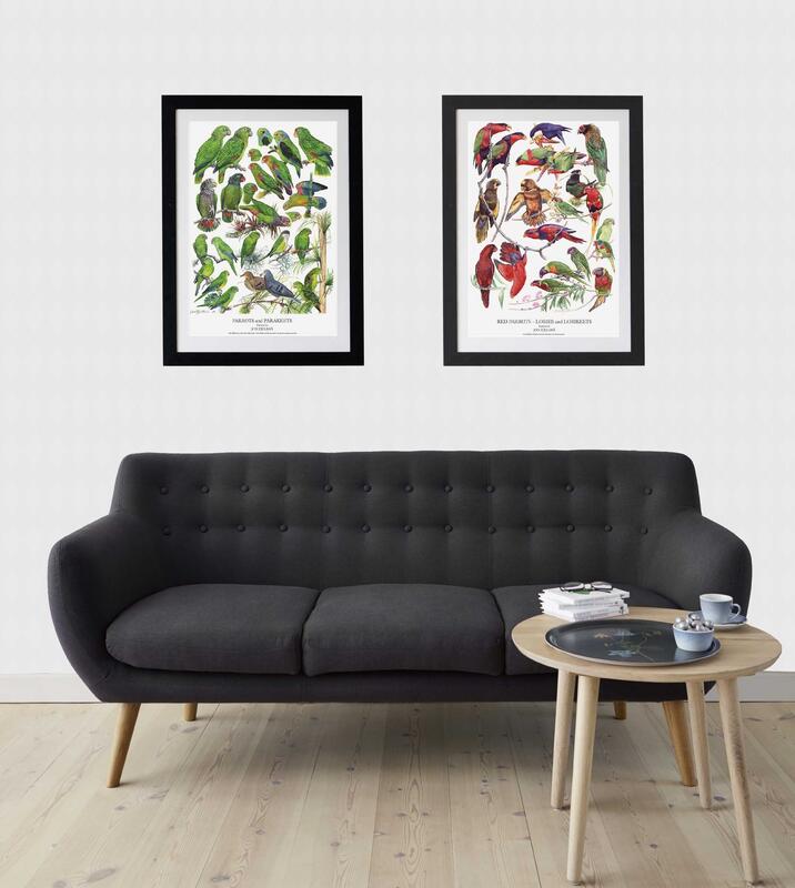 RØDE PAPEGØJER - Plakat A2