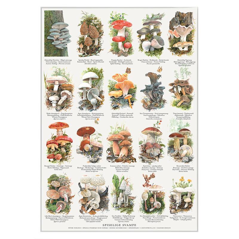 SPISELIGE SVAMPE - Plakat A2