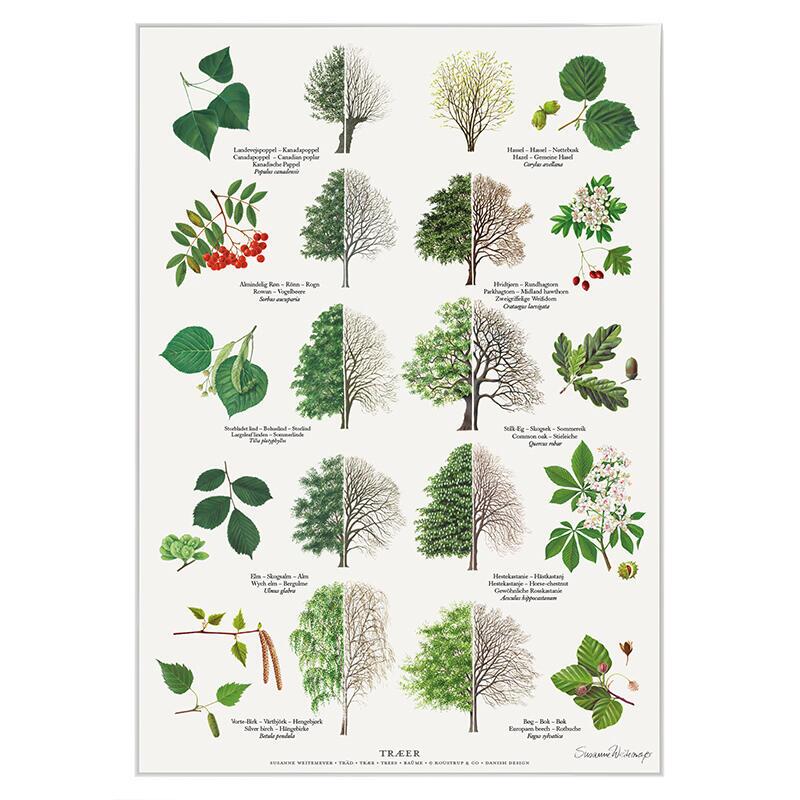 TRÆER - Plakat A2