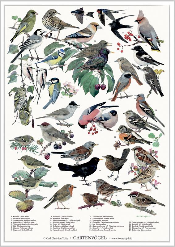 Gartenvögel - POSTER A2