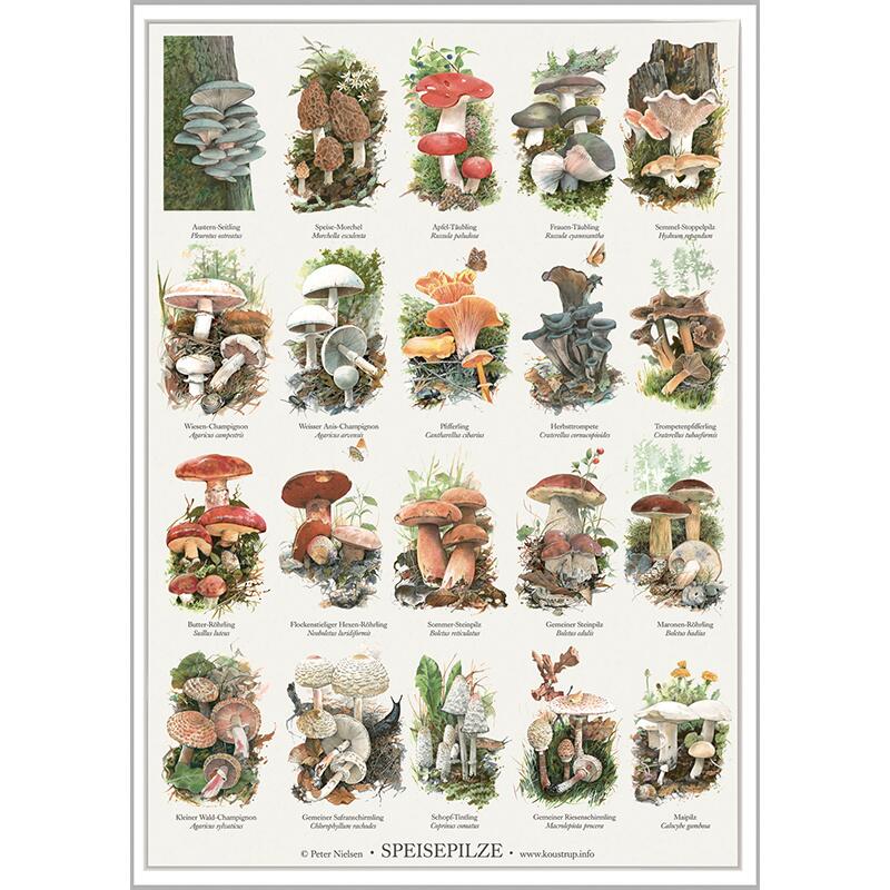 Speisepilze - PLAKATE A2 - (tysk)