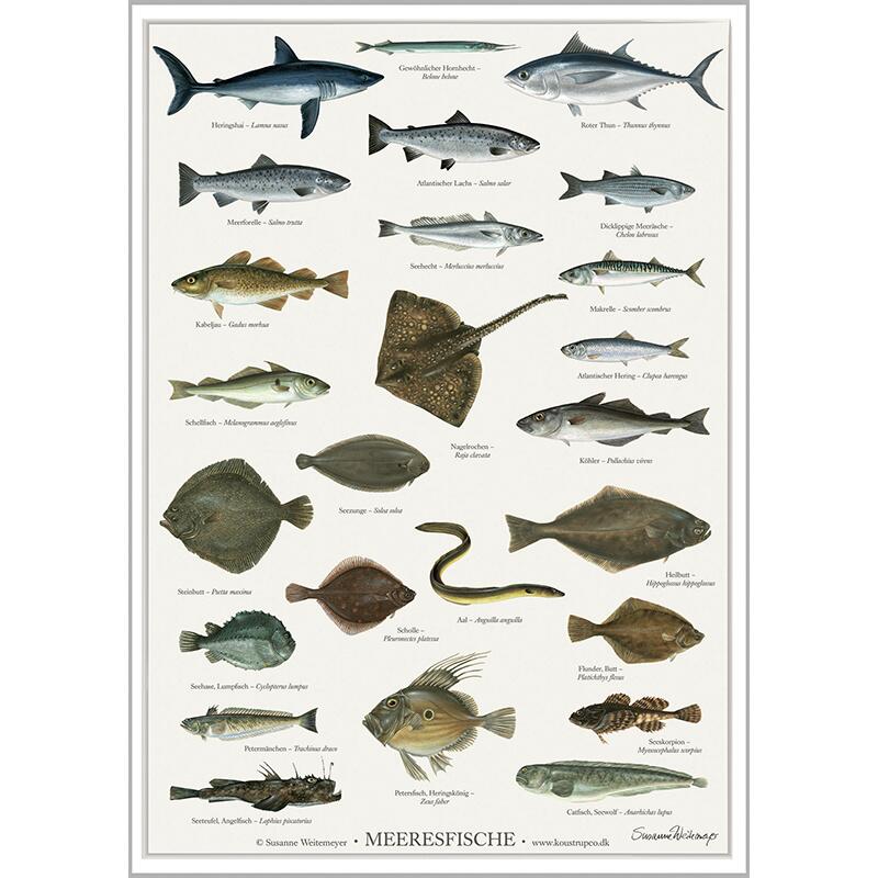 Meeresfische - PLAKATE A2 (tysk)