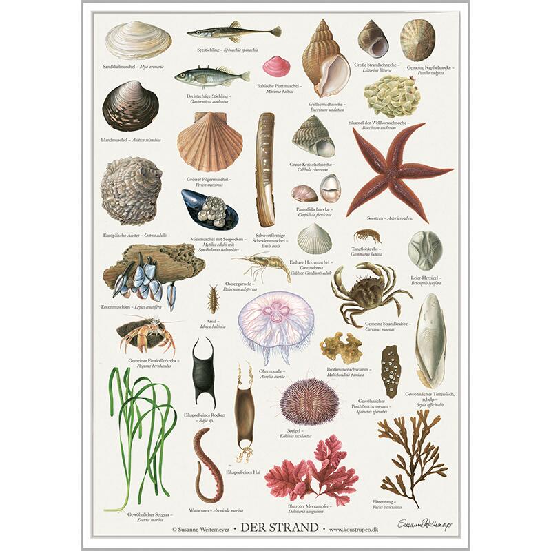 Der strand - PLAKATE A2 (tysk)