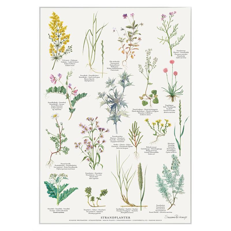 STRANDPLANTER - Plakat A2