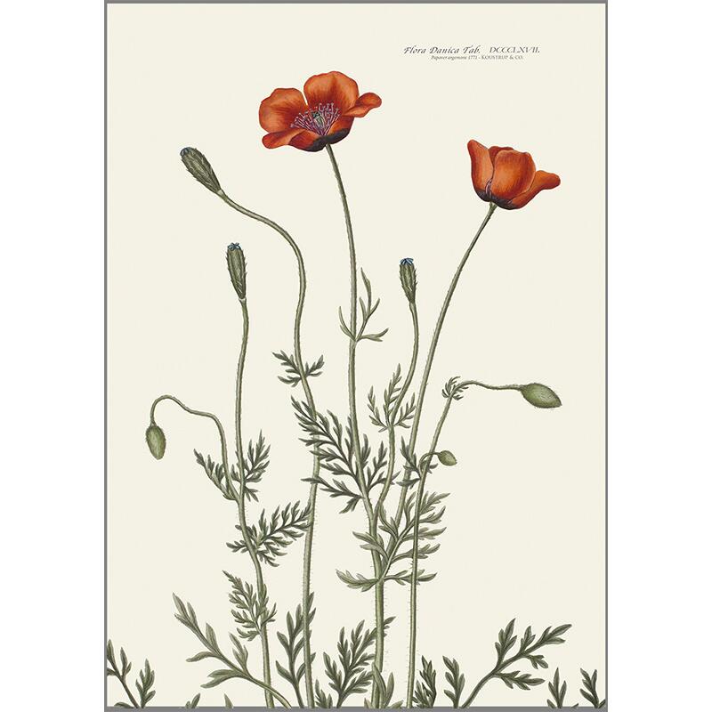 ART PRINT A3 - Prickly poppy - OUT OF STOCK