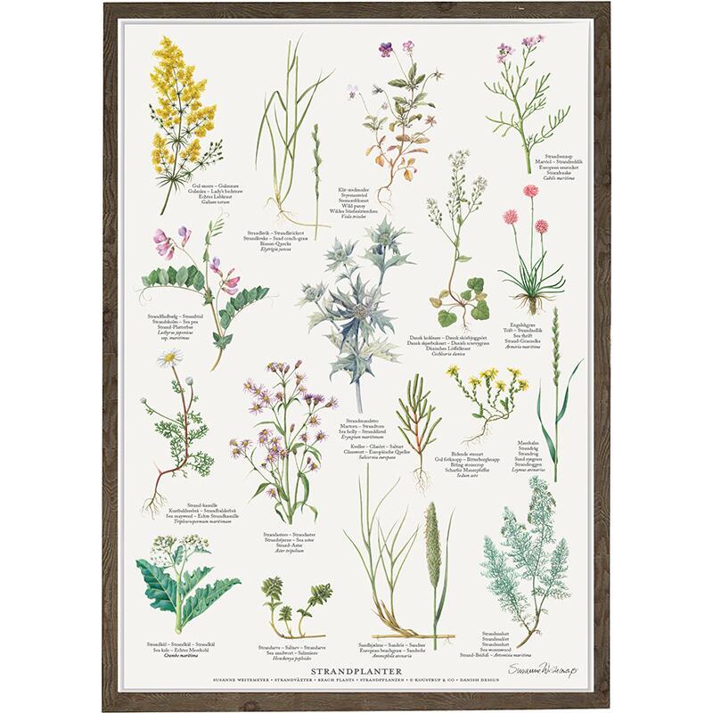 AFFISCH A4 - Strandväxter