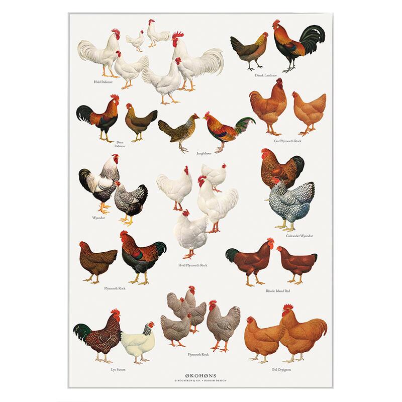 PRINT A4 - CHICKEN BREEDS (ØKOHØNS)