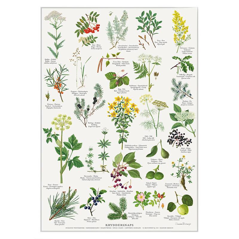 TRYK A4 - Kryddersnaps