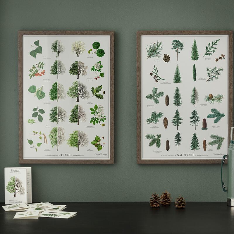 CONIFER (NÅLETRÆER) - POSTER A2