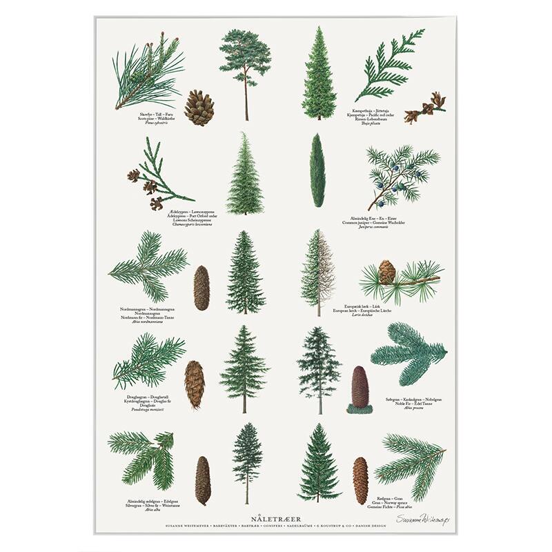 PRINT A4 - CONIFER