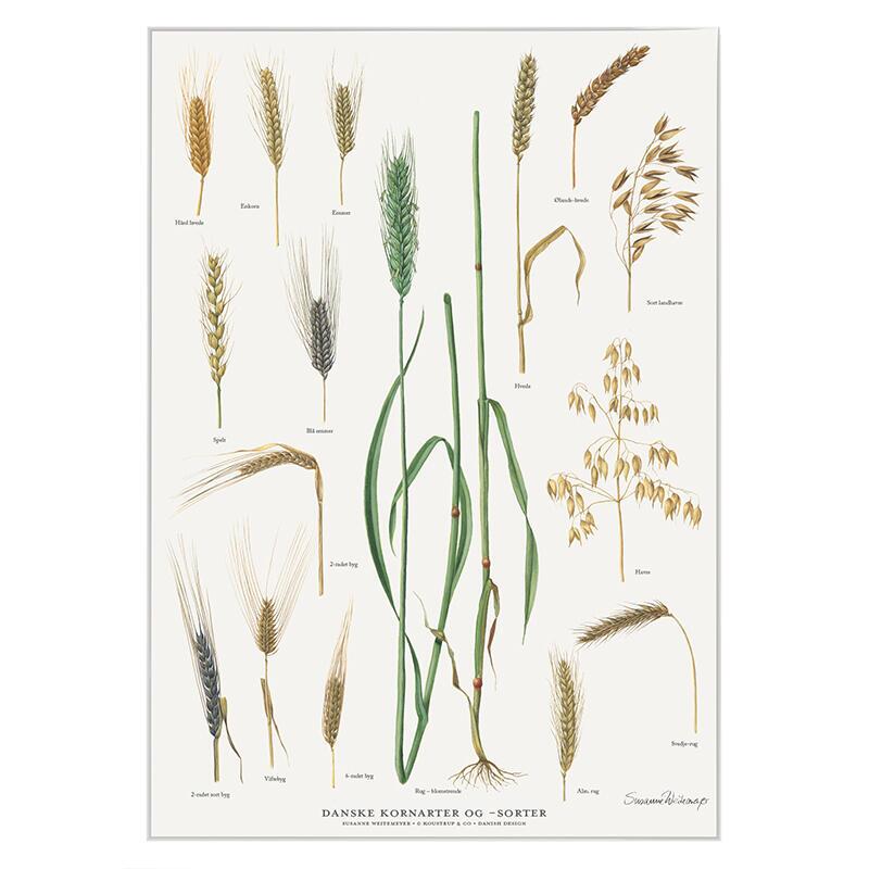 DANSKE KORNARTER OG SORTER - Plakat A2