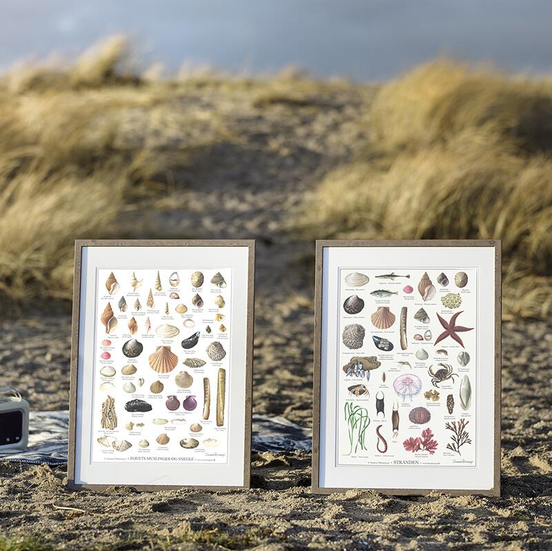 TRYK A4 - Muslinger og snegle