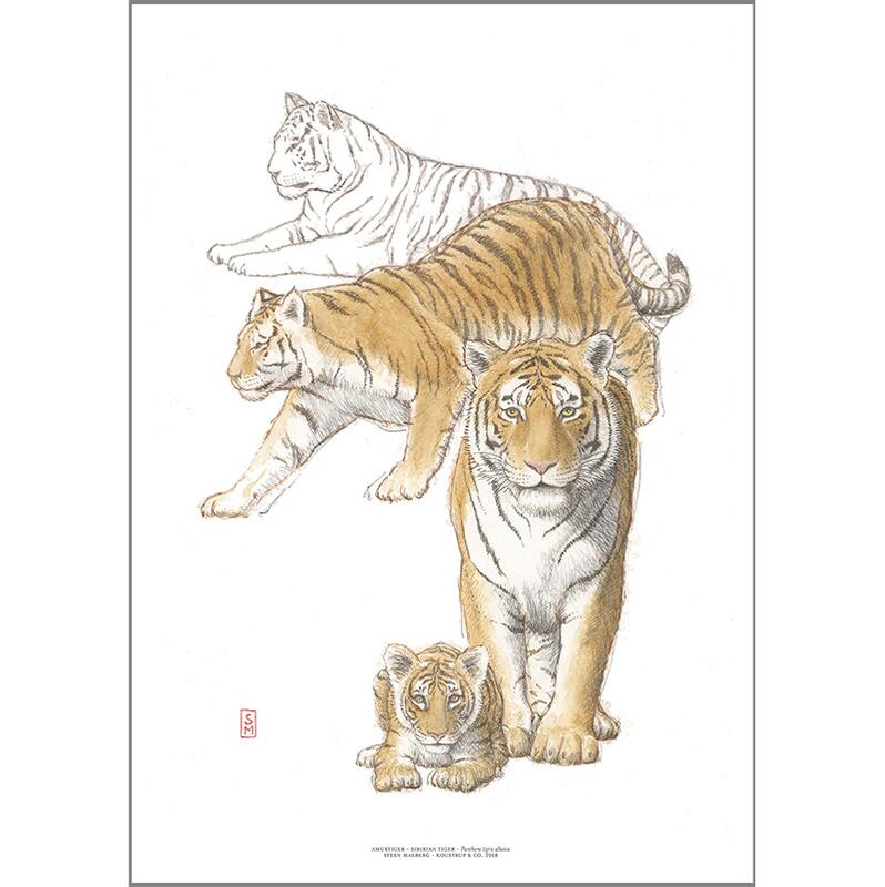 ART PRINT A3 - ZOO Sibirian Tiger