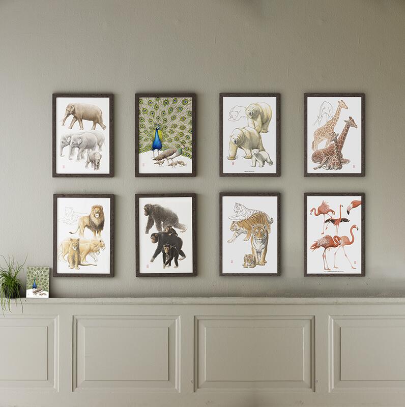 ART PRINT A3 - ZOO Sibirian Tiger