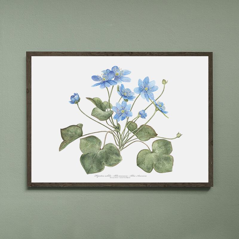 ART PRINT - Blue anemone - CHOOSE SIZE