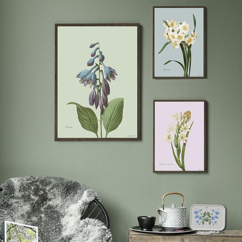 Hosta - KUNSTPRINT - VÆLG STØRRELSE
