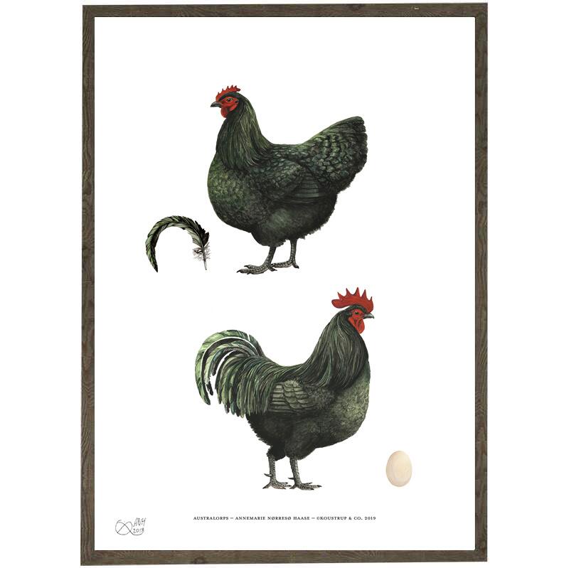 Australorps - POULET - IMPRIMÉ ART - CHOISISSEZ LA TAILLE