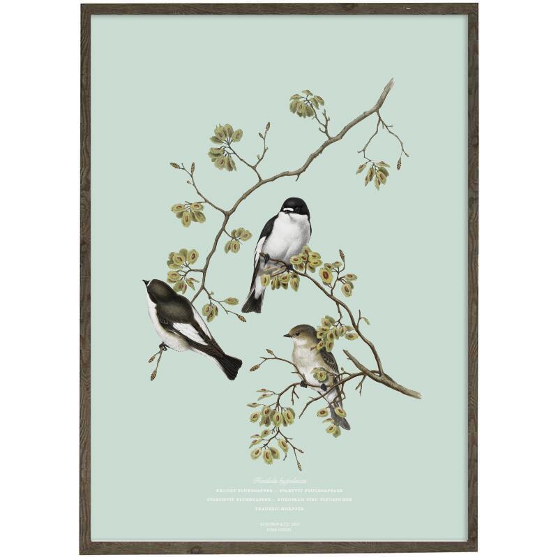 ART PRINT - Pied Flycatcher - CHOOSE SIZE