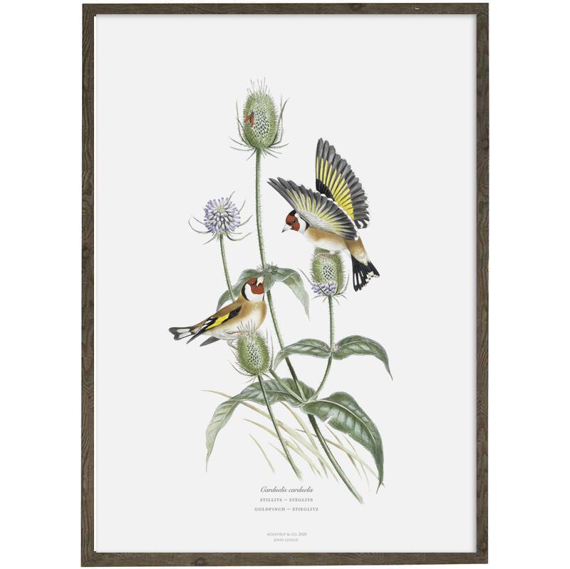 ART PRINT - Goldfinch - CHOOSE SIZE