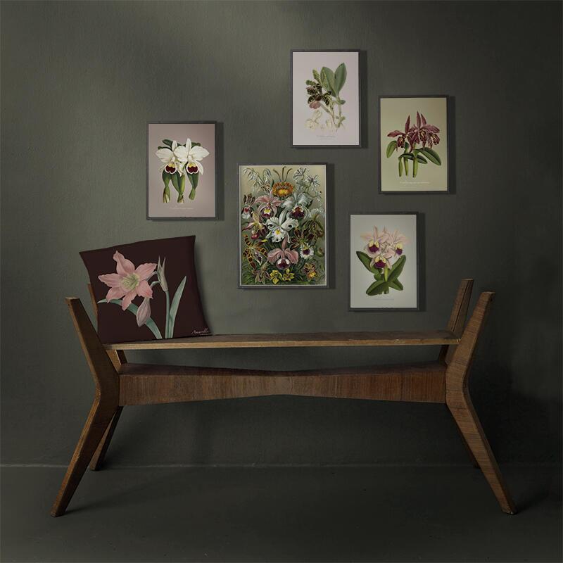 Cattleya aclandiae - ART PRINT - CHOISISSEZ LA TAILLE