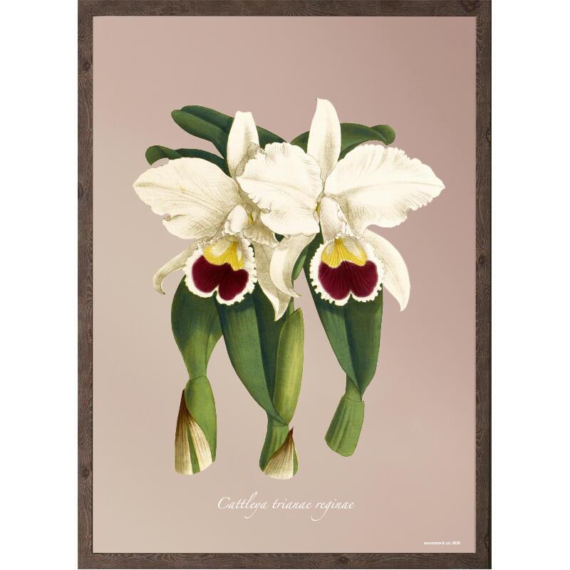 Orchidée, Cattleya trianae - ART PRINT - CHOISIR LA TAILLE