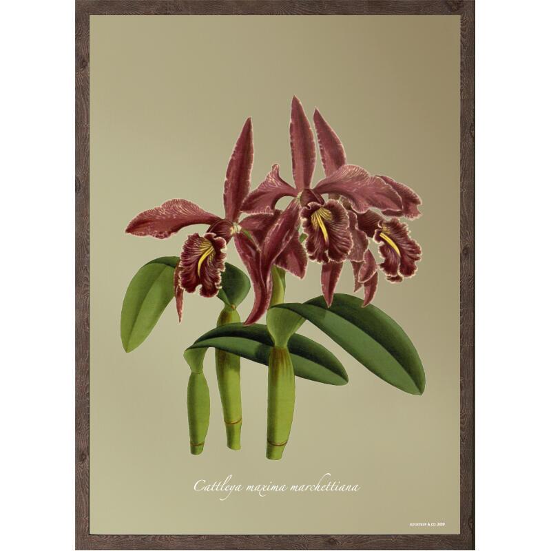 Cattleya Maxima - ART PRINT - CHOISISSEZ LA TAILLE