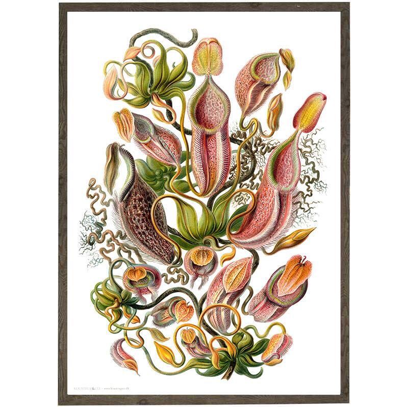 Plante carnivore - ART PRINT - CHOISISSEZ LA TAILLE