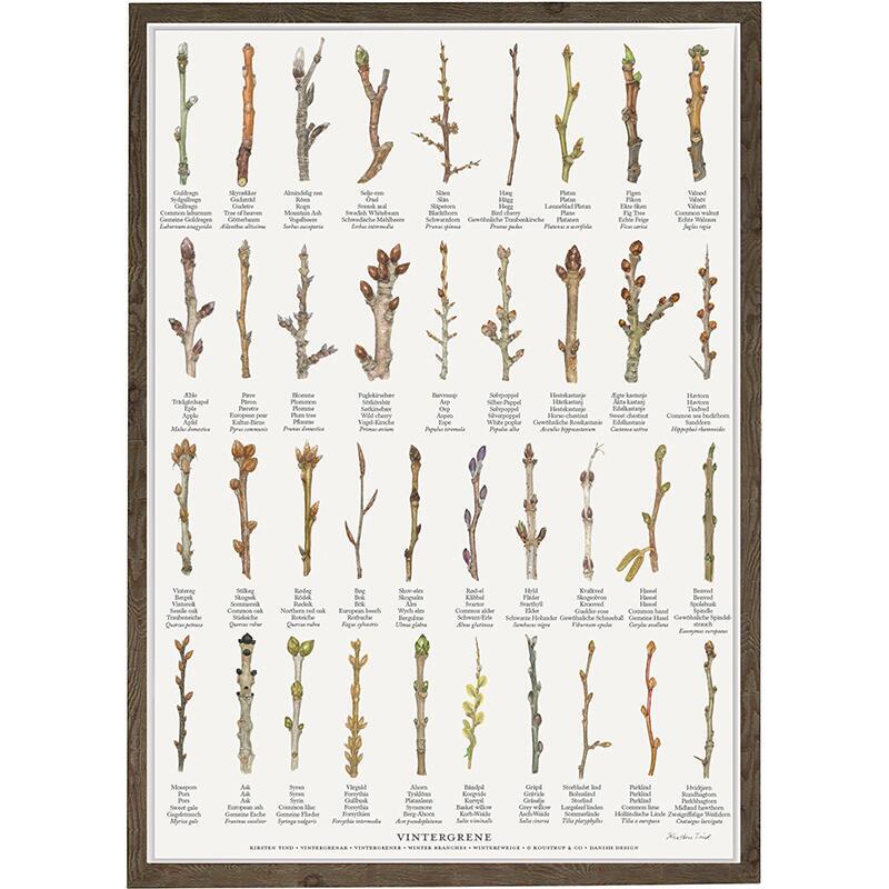 TRYK A4 - Vintergrene