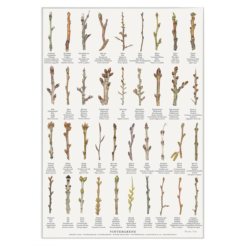 TRYK A4 - Vintergrene