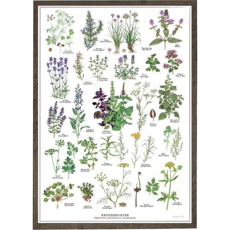 Plantes aromatiques
