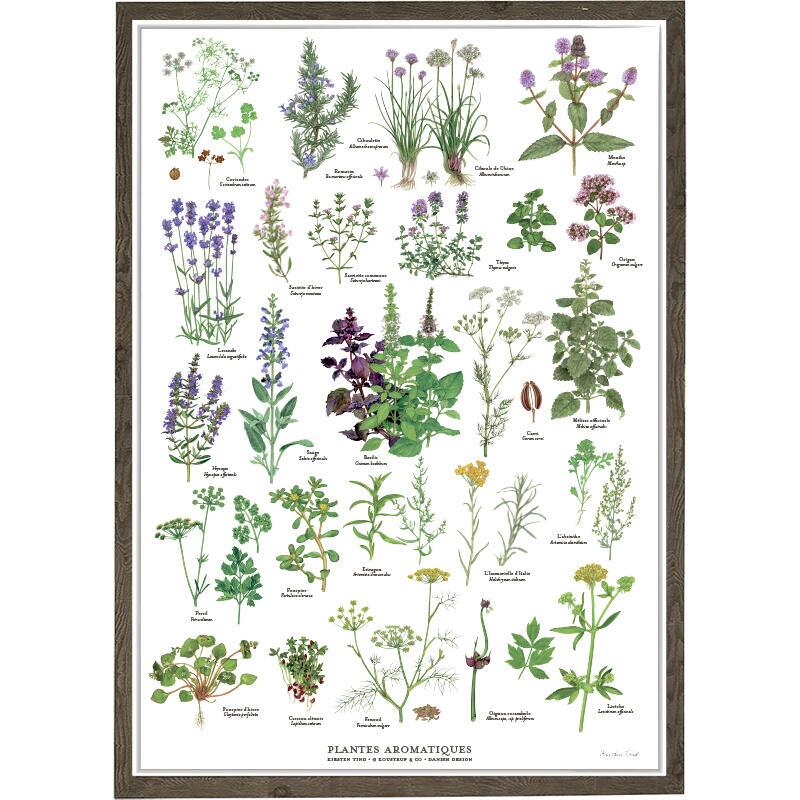 Plantes aromatiques