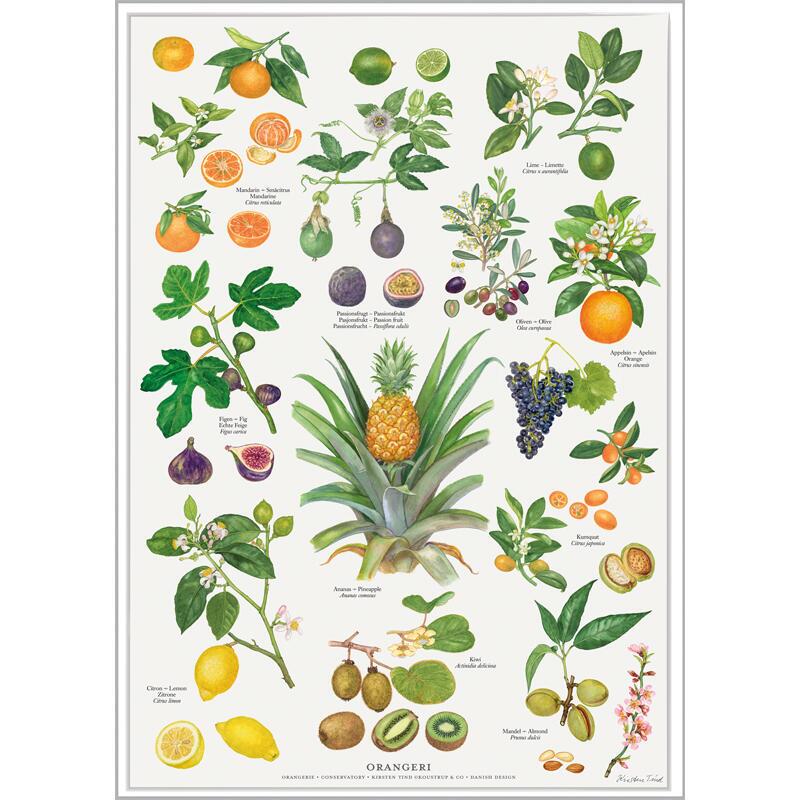 ORANGERI - Plakat A2